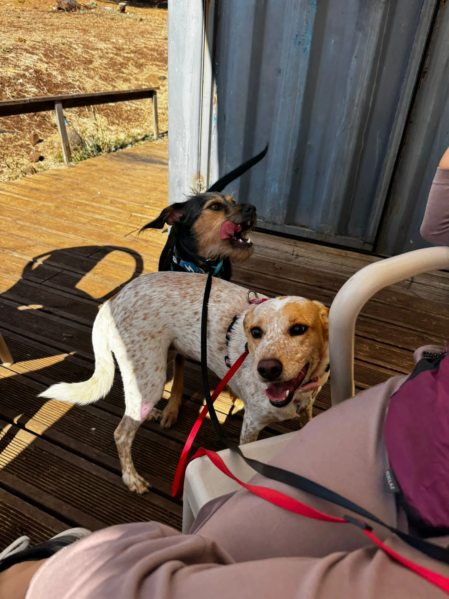 Trabalho com Cães